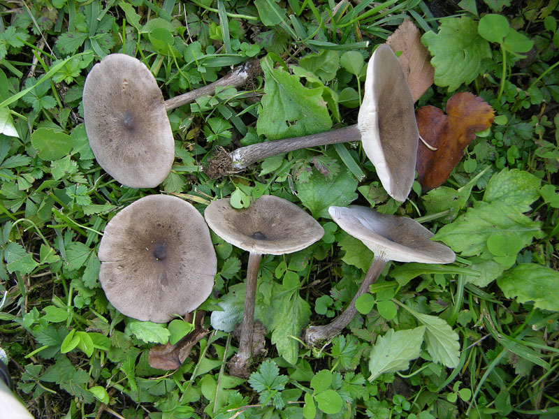 Melanoleuca leucophylloides...?